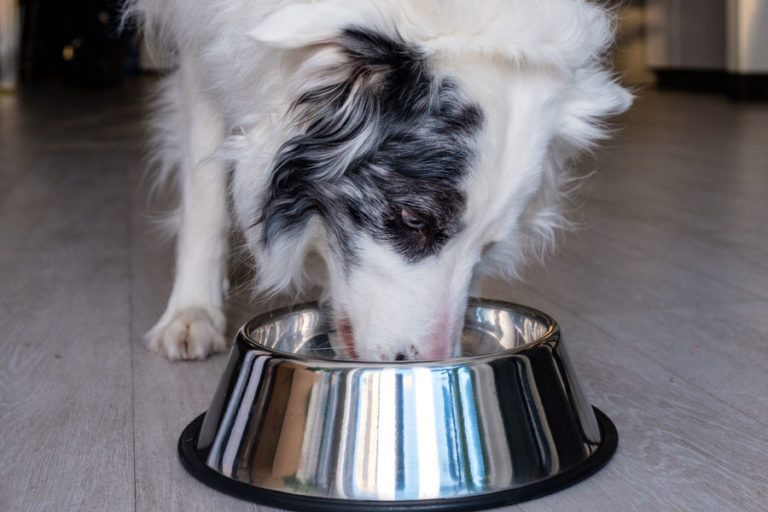 REVW5207 Haven for Dog Food Delivery