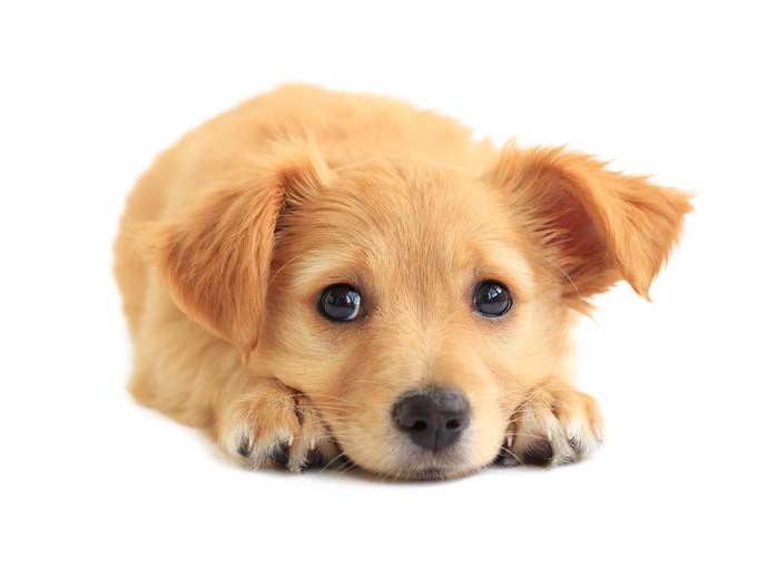 very cute puppy