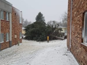 Downed Tree in Bomb Cyclone